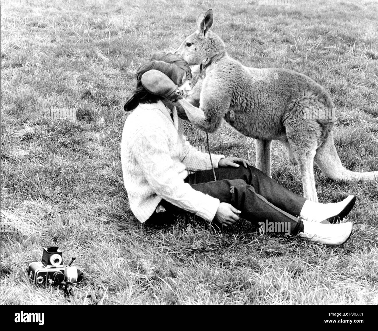 Detail Image Of Donkey Punching Kangaroo Nomer 7