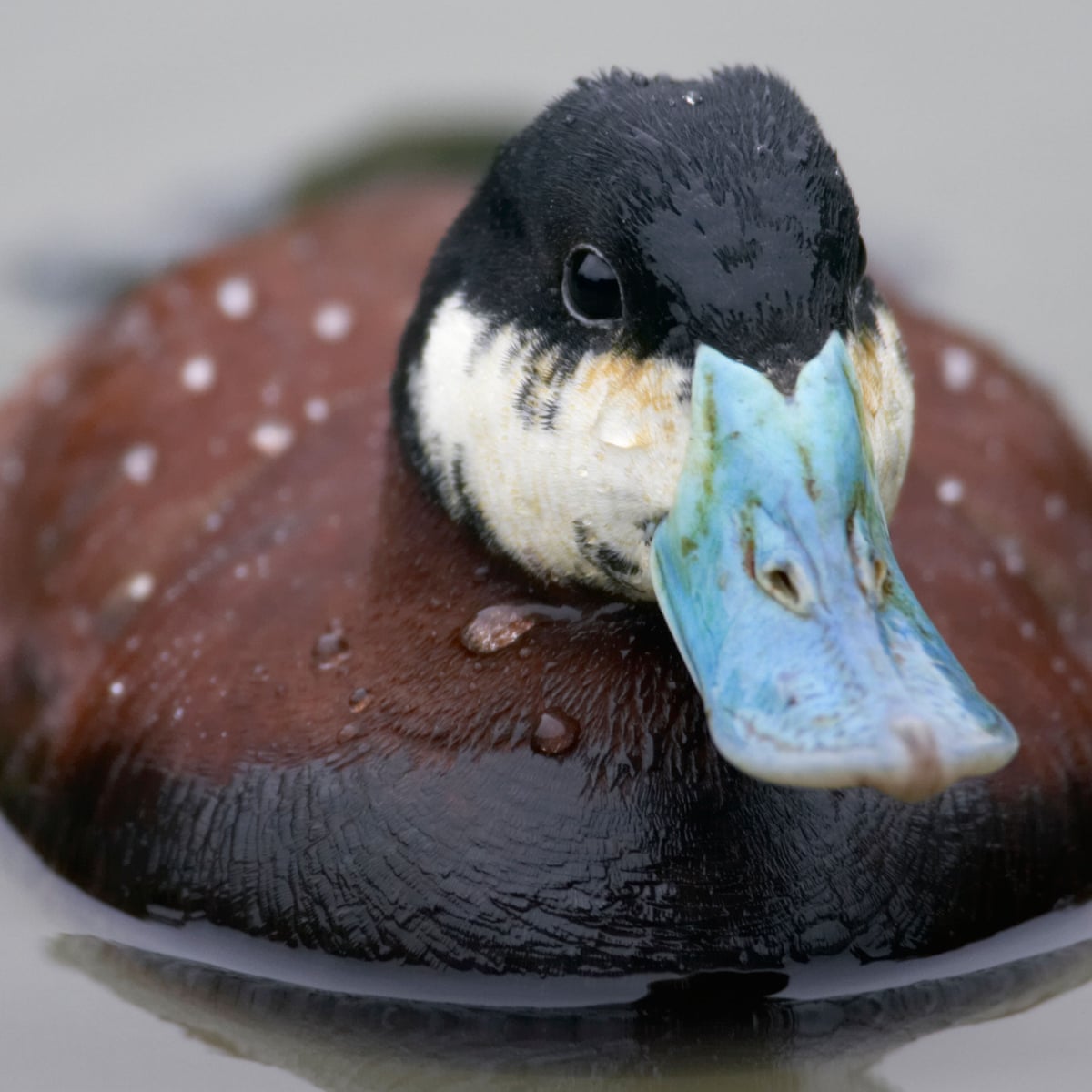Detail Image Of Duck Nomer 17