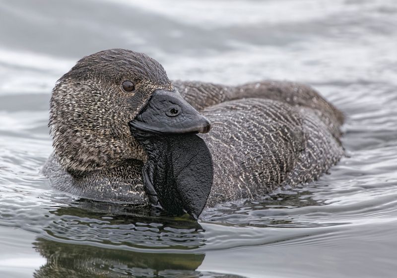 Detail Image Of Duck Nomer 21