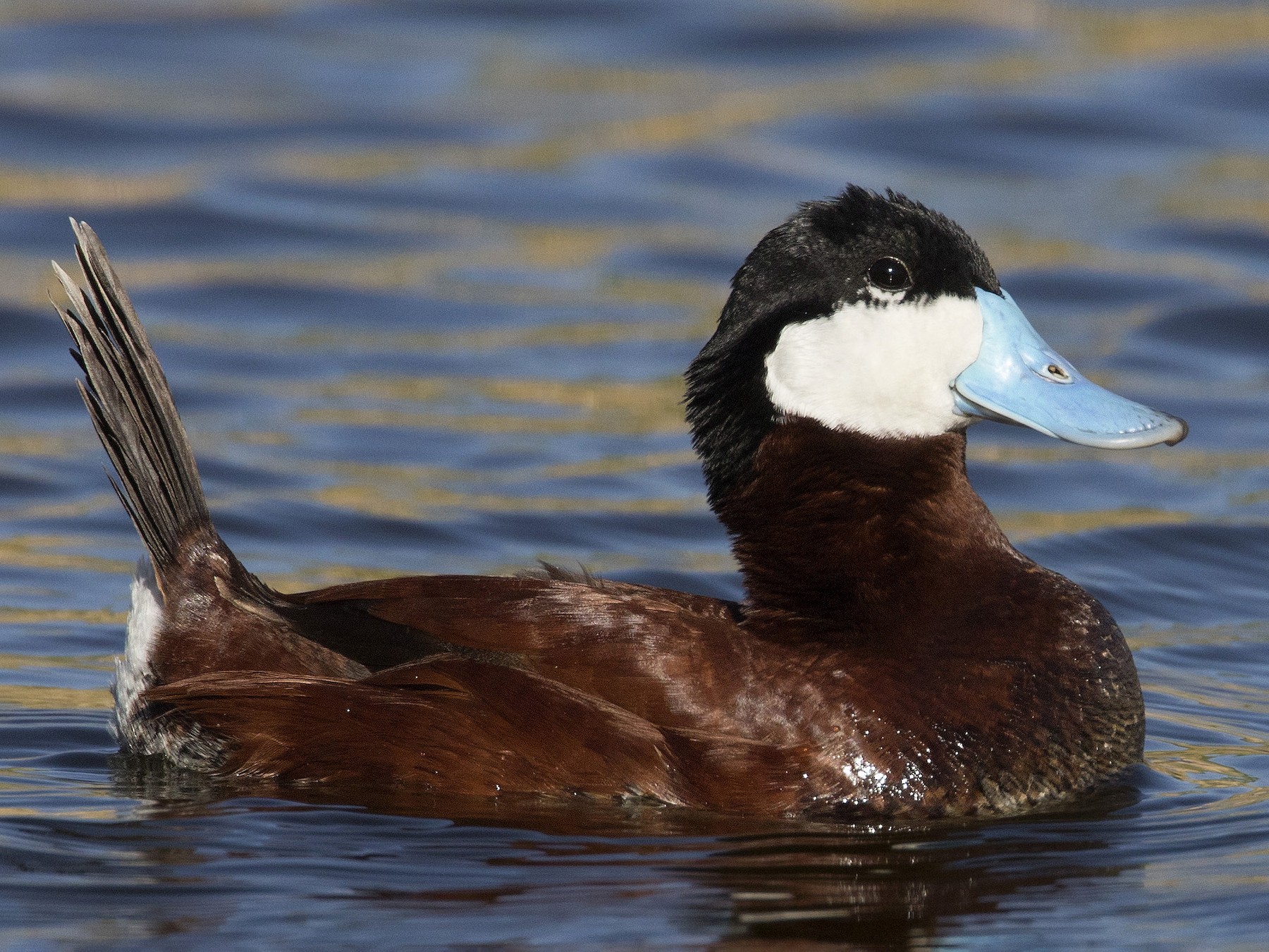 Detail Image Of Duck Nomer 24