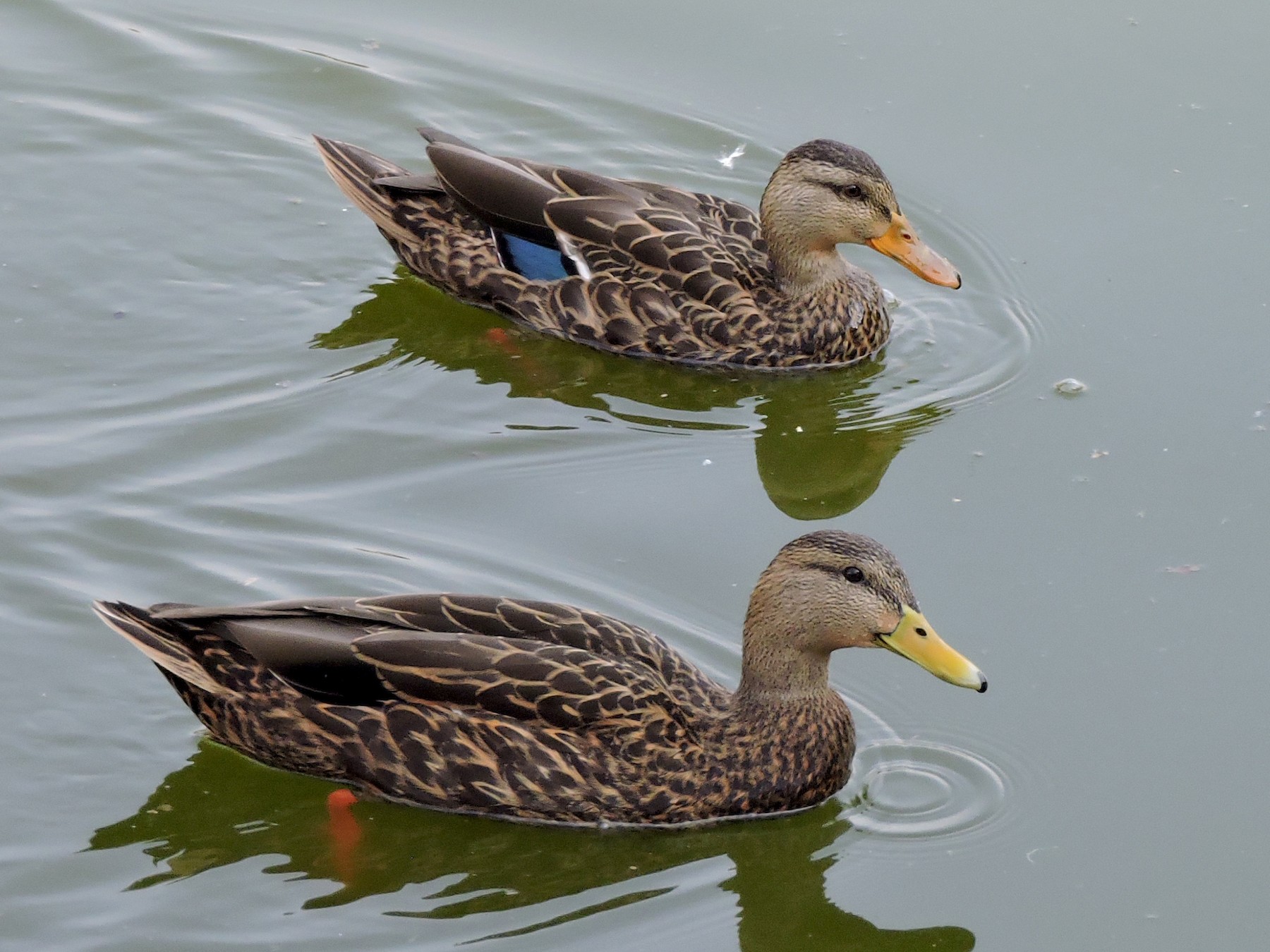 Detail Image Of Duck Nomer 47