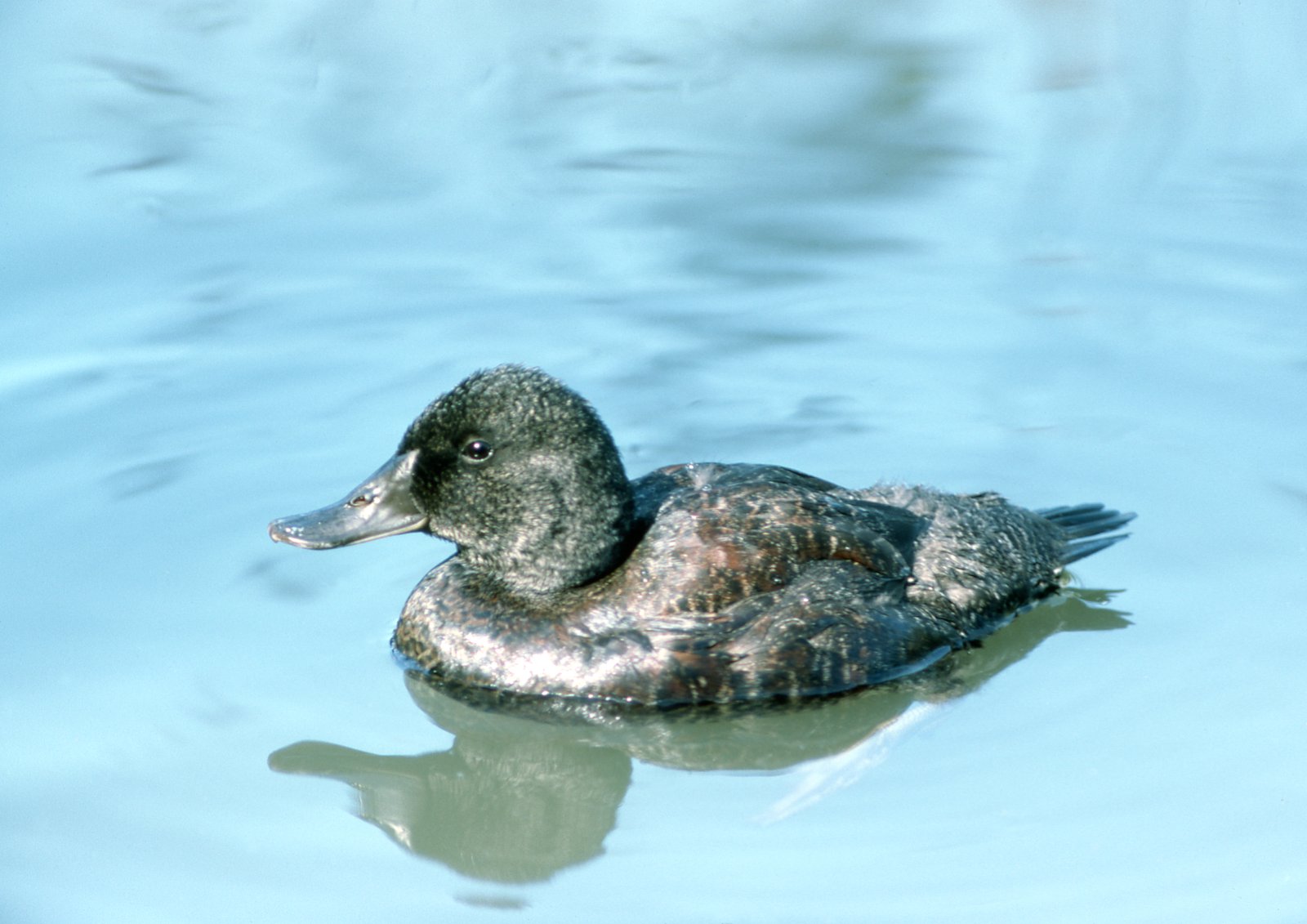 Detail Image Of Duck Nomer 48