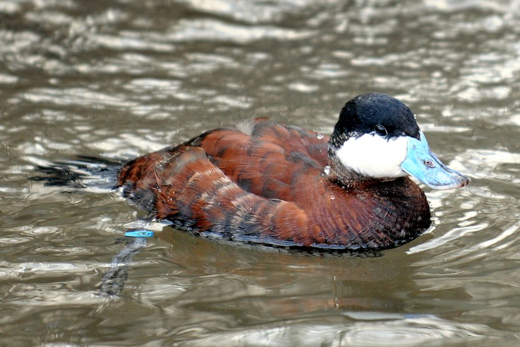 Detail Image Of Duck Nomer 54