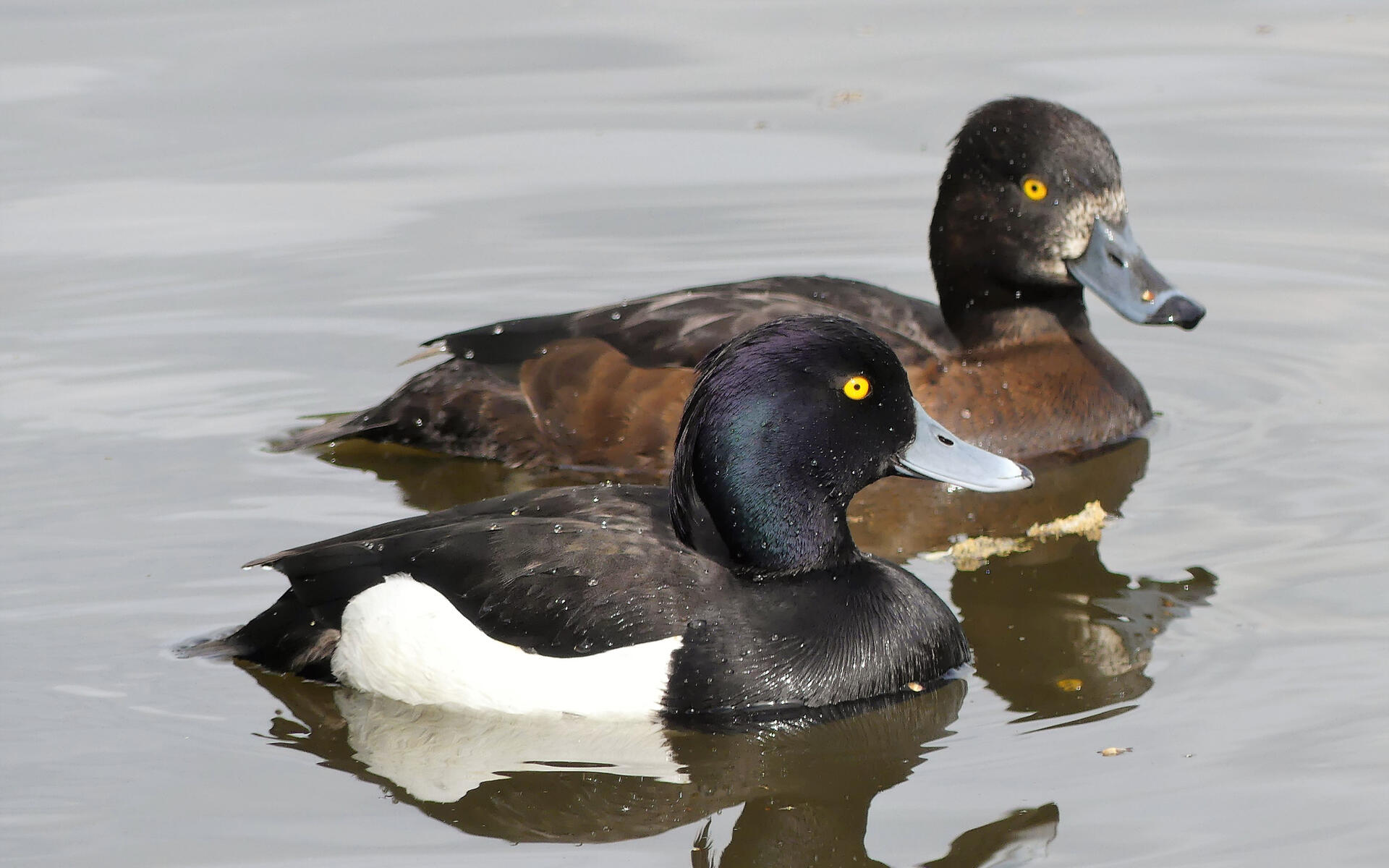 Detail Image Of Duck Nomer 55