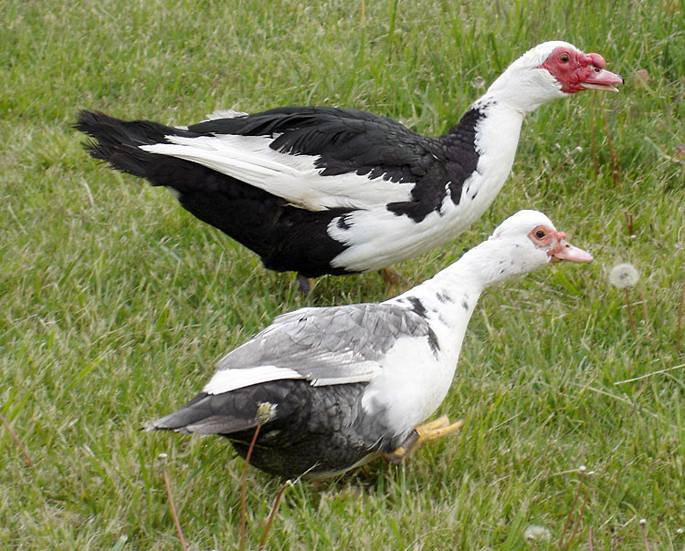 Detail Image Of Ducks Nomer 14