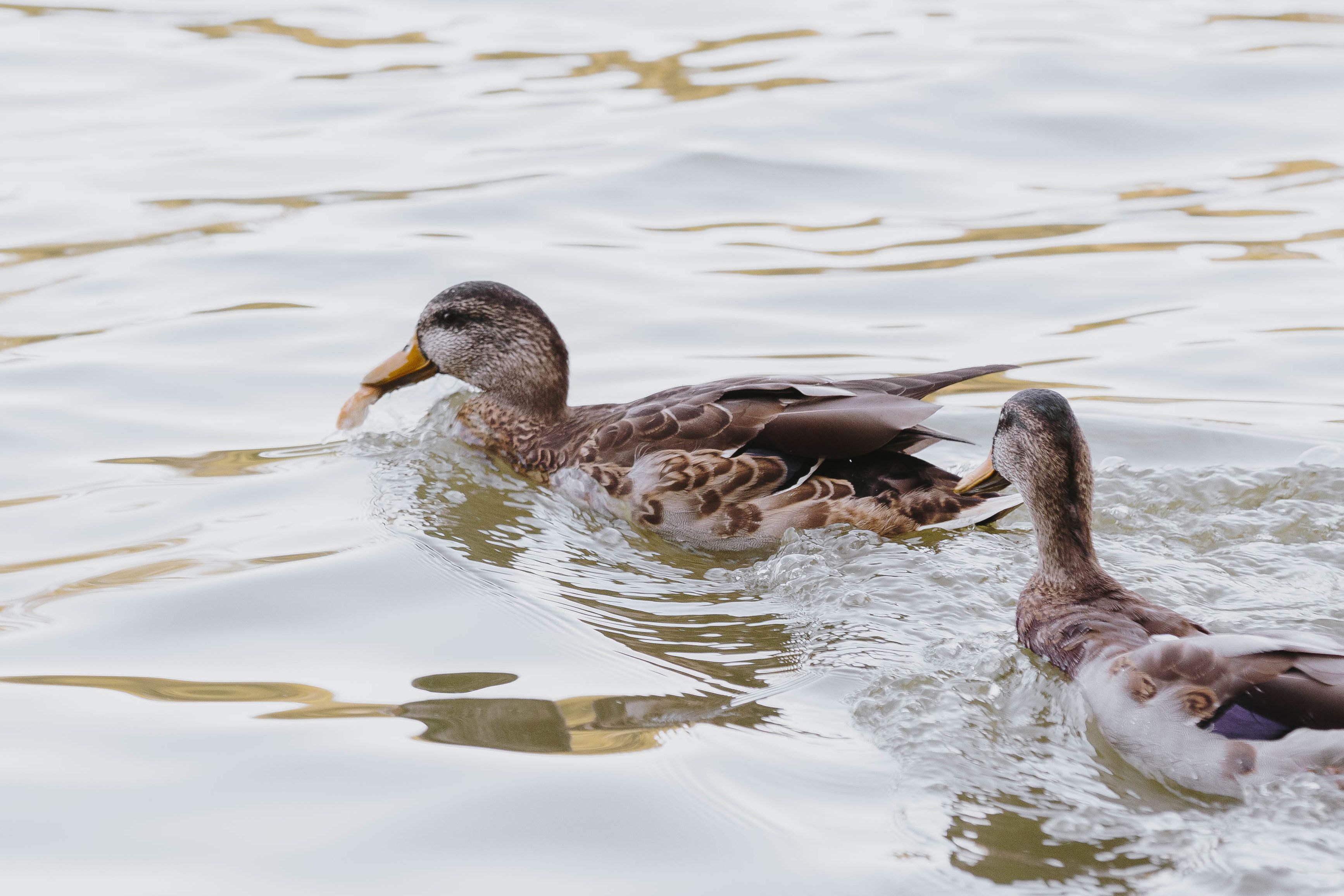 Detail Image Of Ducks Nomer 16