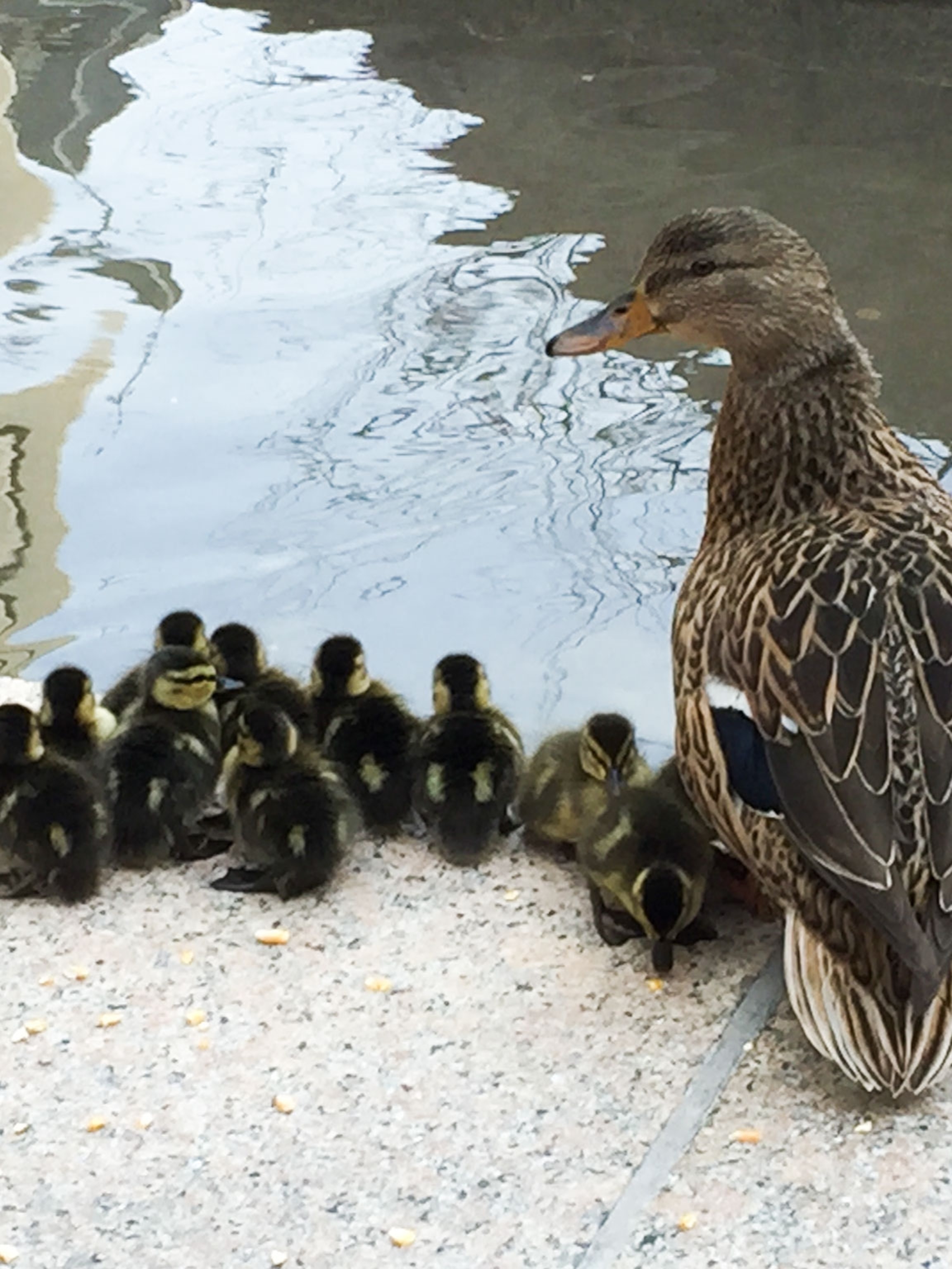 Detail Image Of Ducks Nomer 17