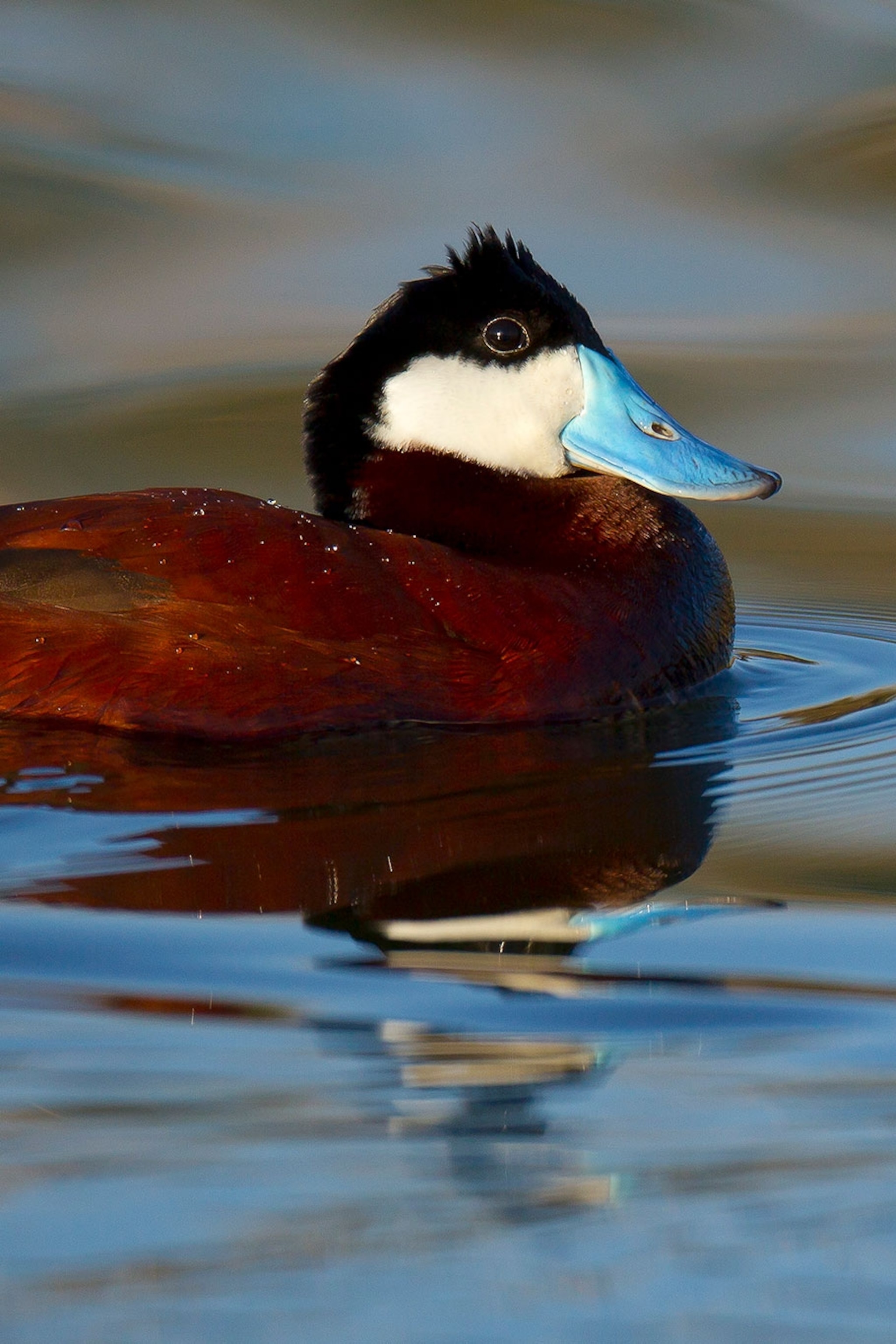 Detail Image Of Ducks Nomer 21