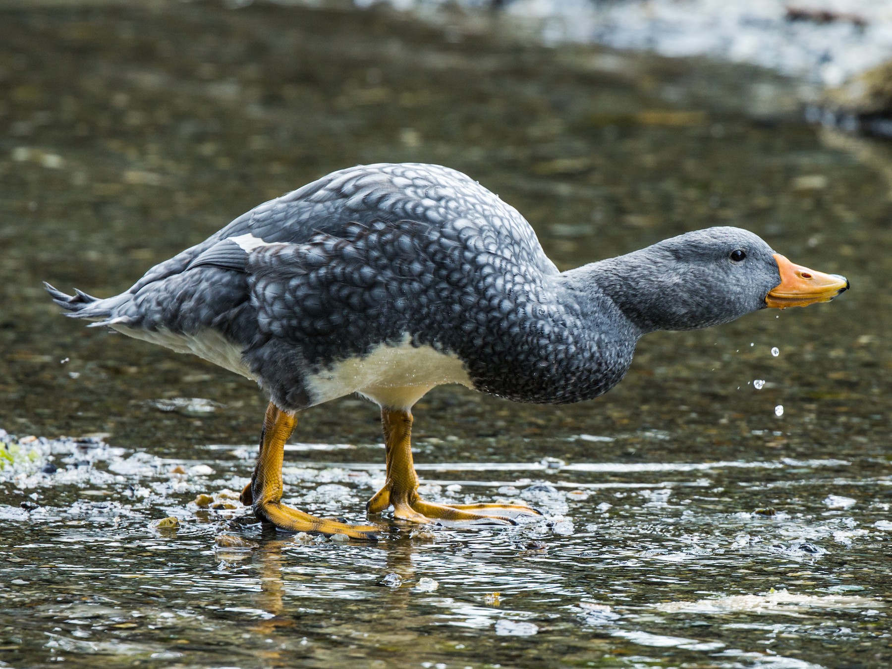 Detail Image Of Ducks Nomer 22