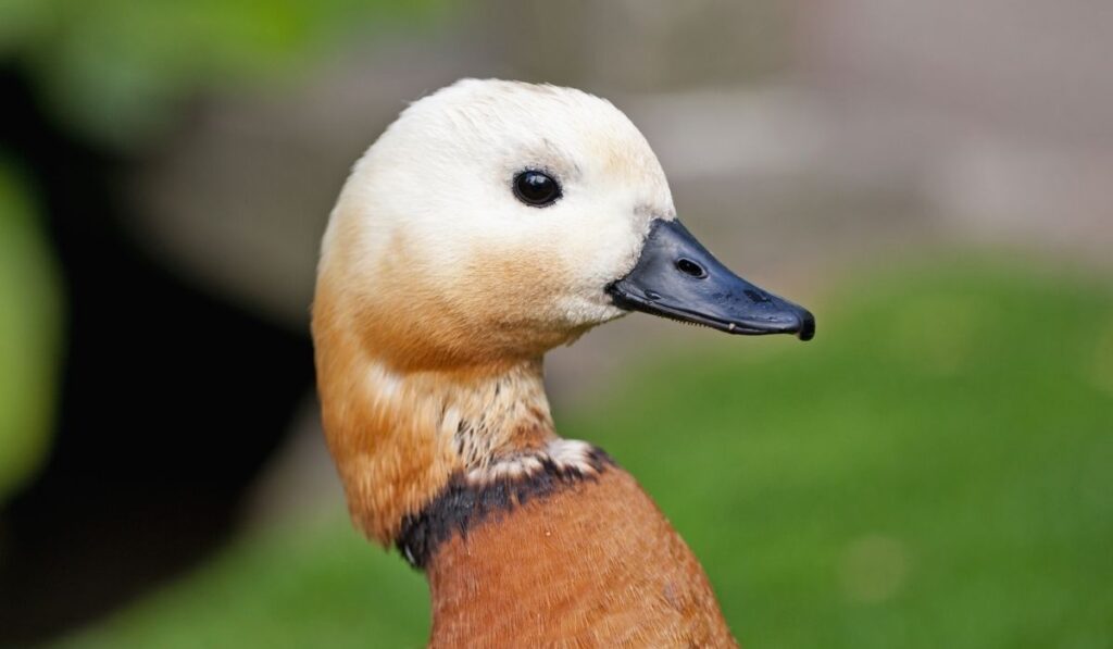 Detail Image Of Ducks Nomer 23