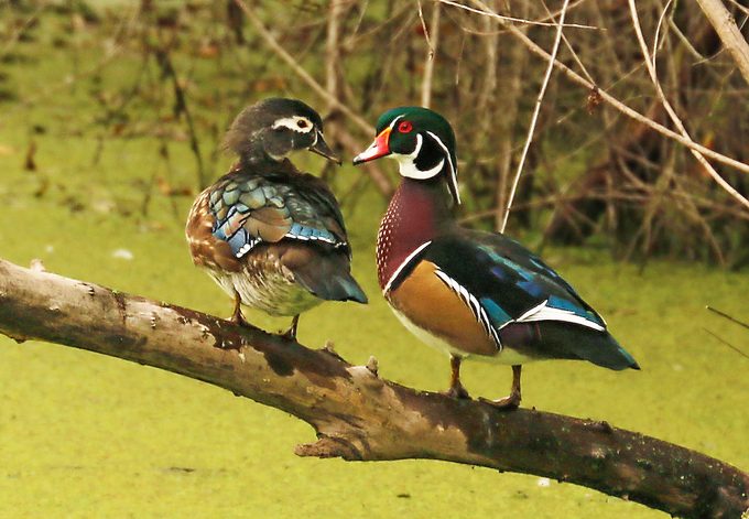 Detail Image Of Ducks Nomer 24