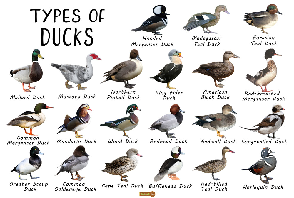 Detail Image Of Ducks Nomer 25