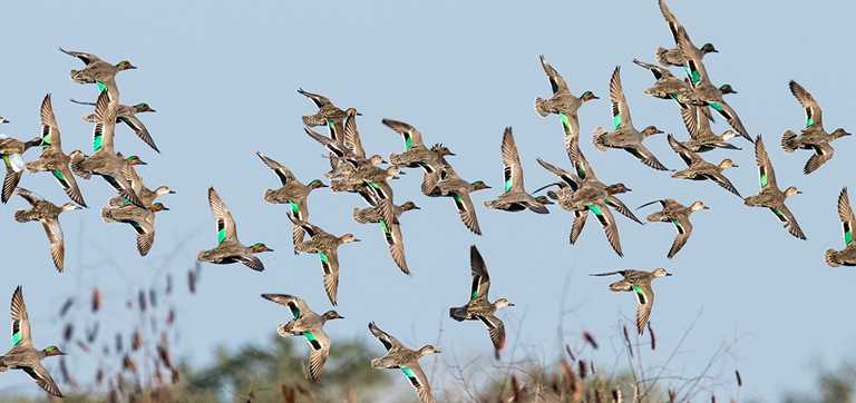 Detail Image Of Ducks Nomer 26