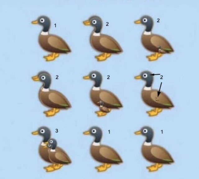 Detail Image Of Ducks Nomer 30