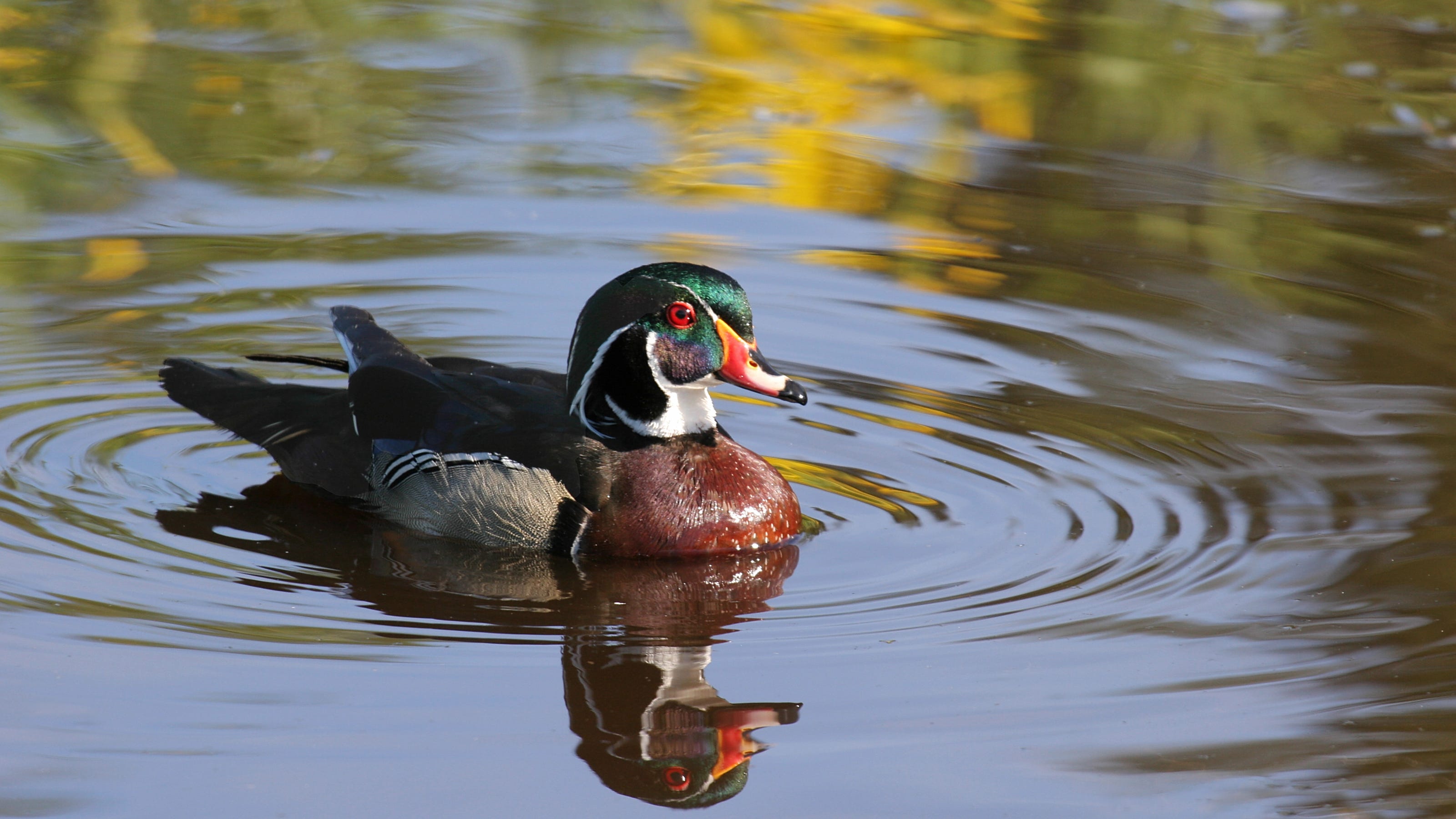 Detail Image Of Ducks Nomer 32