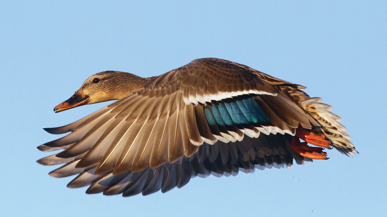Detail Image Of Ducks Nomer 33