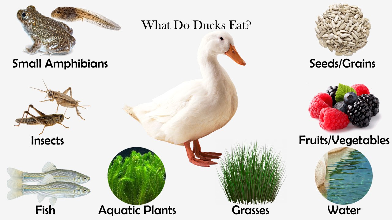 Detail Image Of Ducks Nomer 35