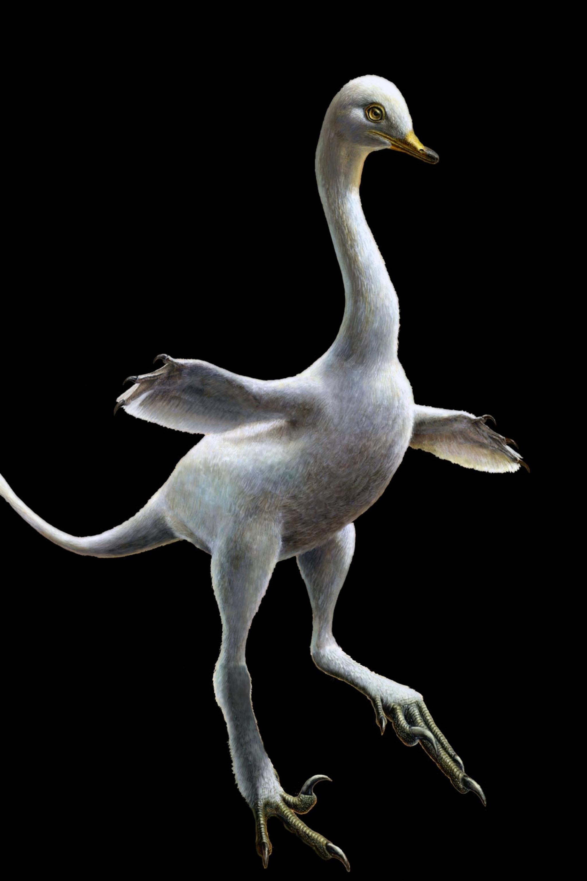 Detail Image Of Ducks Nomer 36