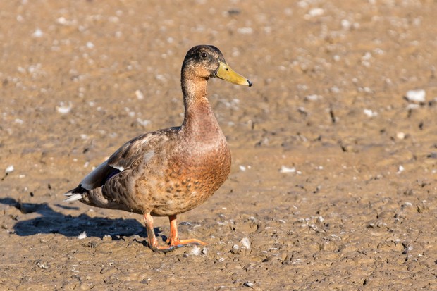 Detail Image Of Ducks Nomer 37
