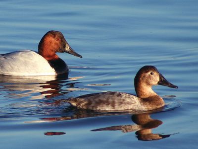 Detail Image Of Ducks Nomer 38