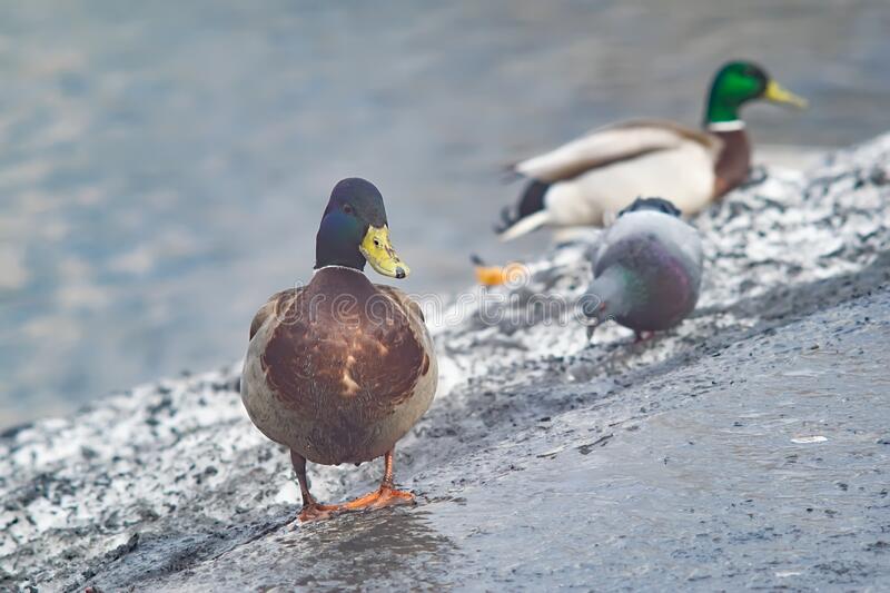 Detail Image Of Ducks Nomer 40