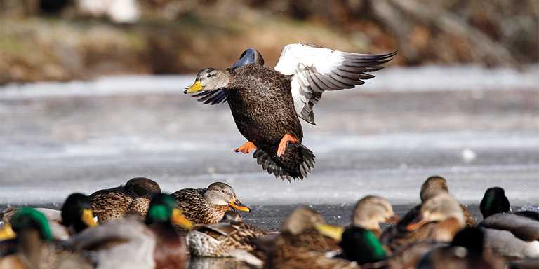 Detail Image Of Ducks Nomer 41