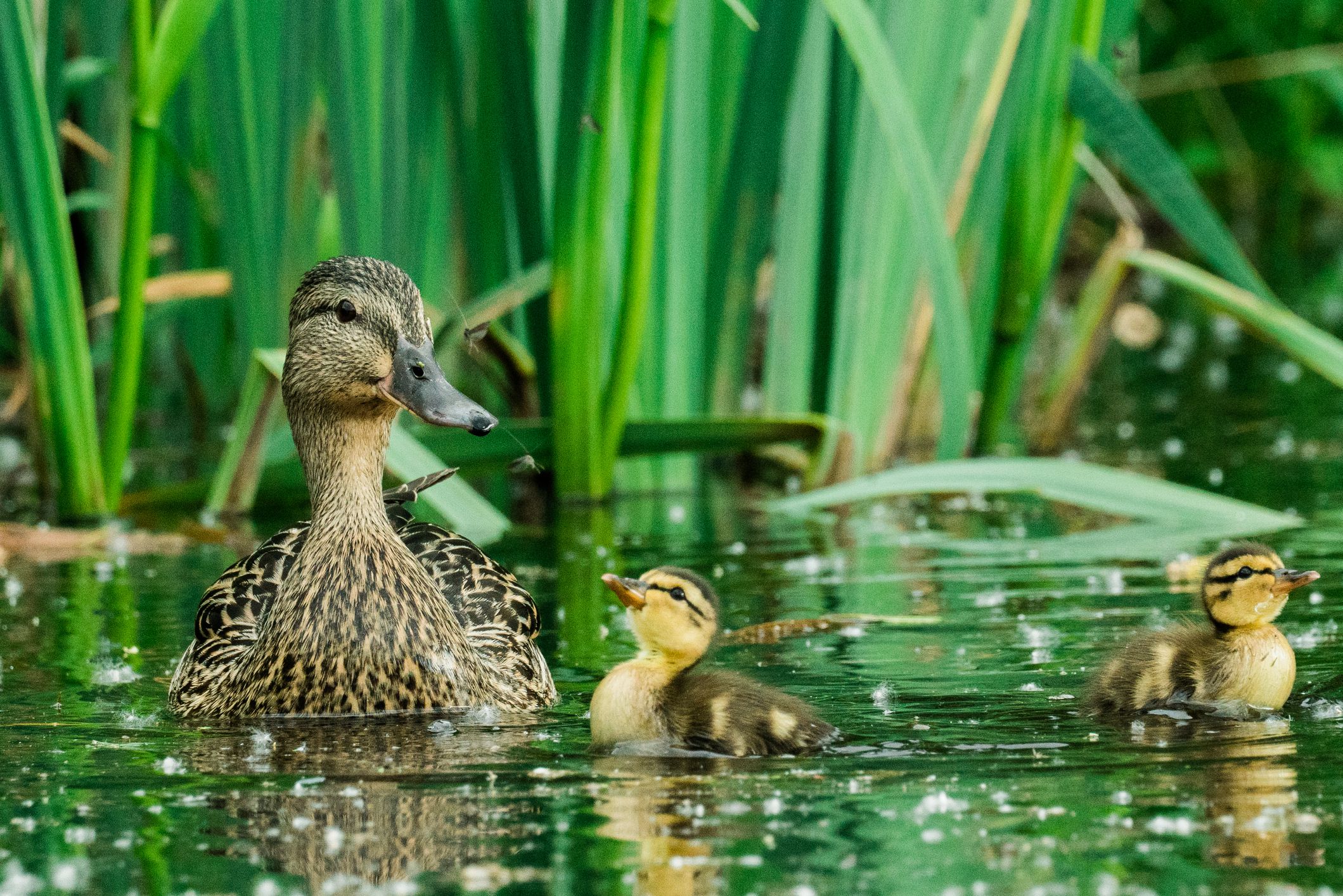 Detail Image Of Ducks Nomer 42