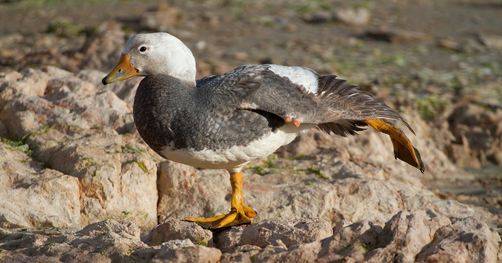 Detail Image Of Ducks Nomer 43