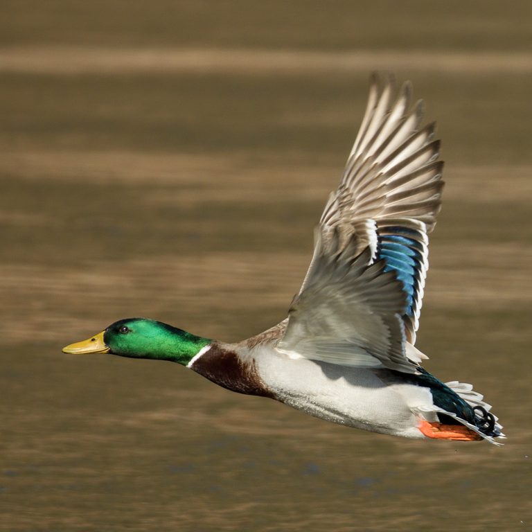 Detail Image Of Ducks Nomer 44