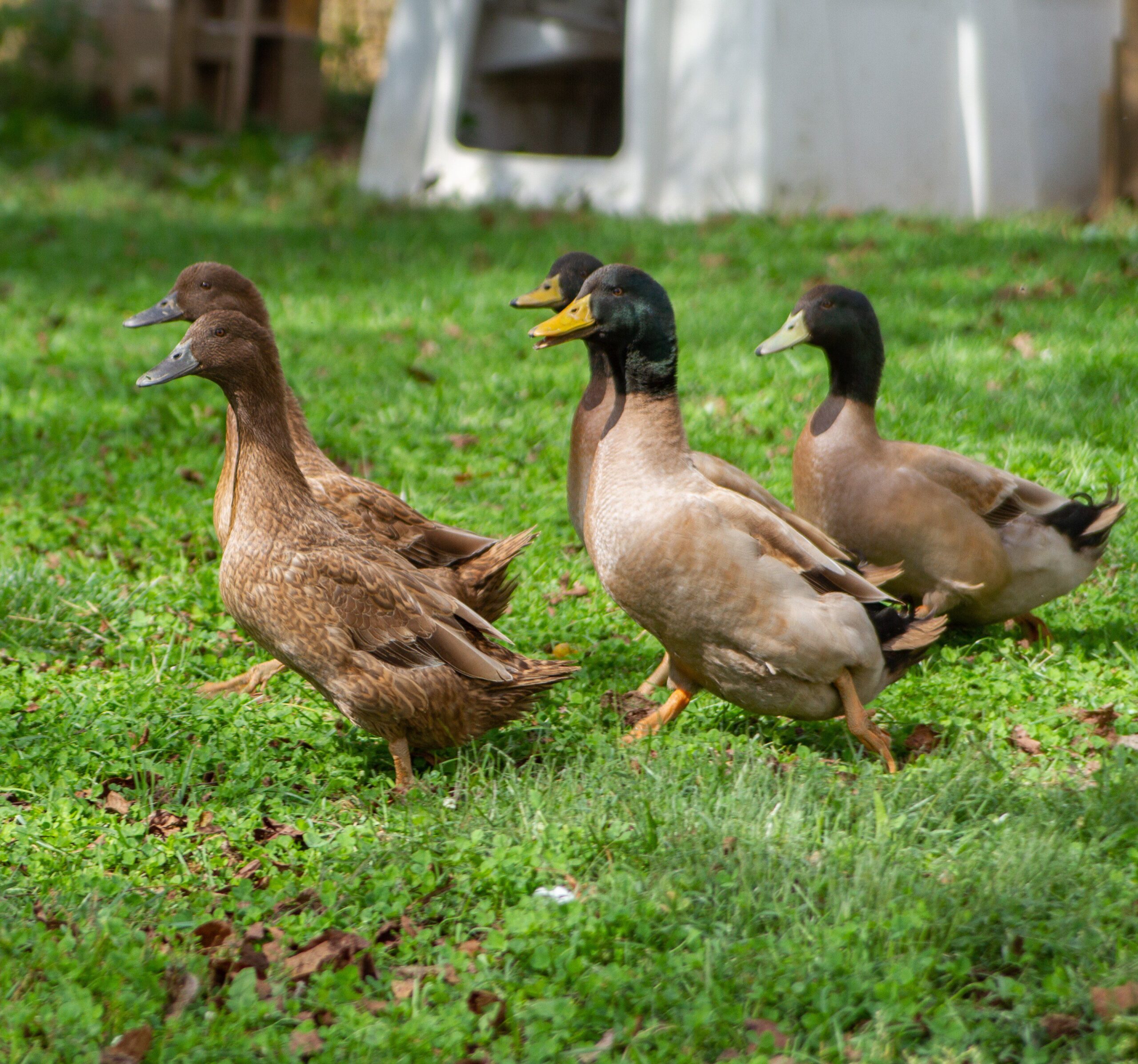 Detail Image Of Ducks Nomer 47