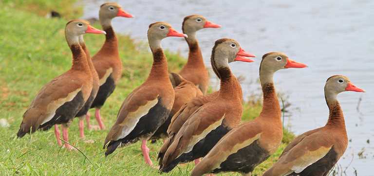 Detail Image Of Ducks Nomer 48