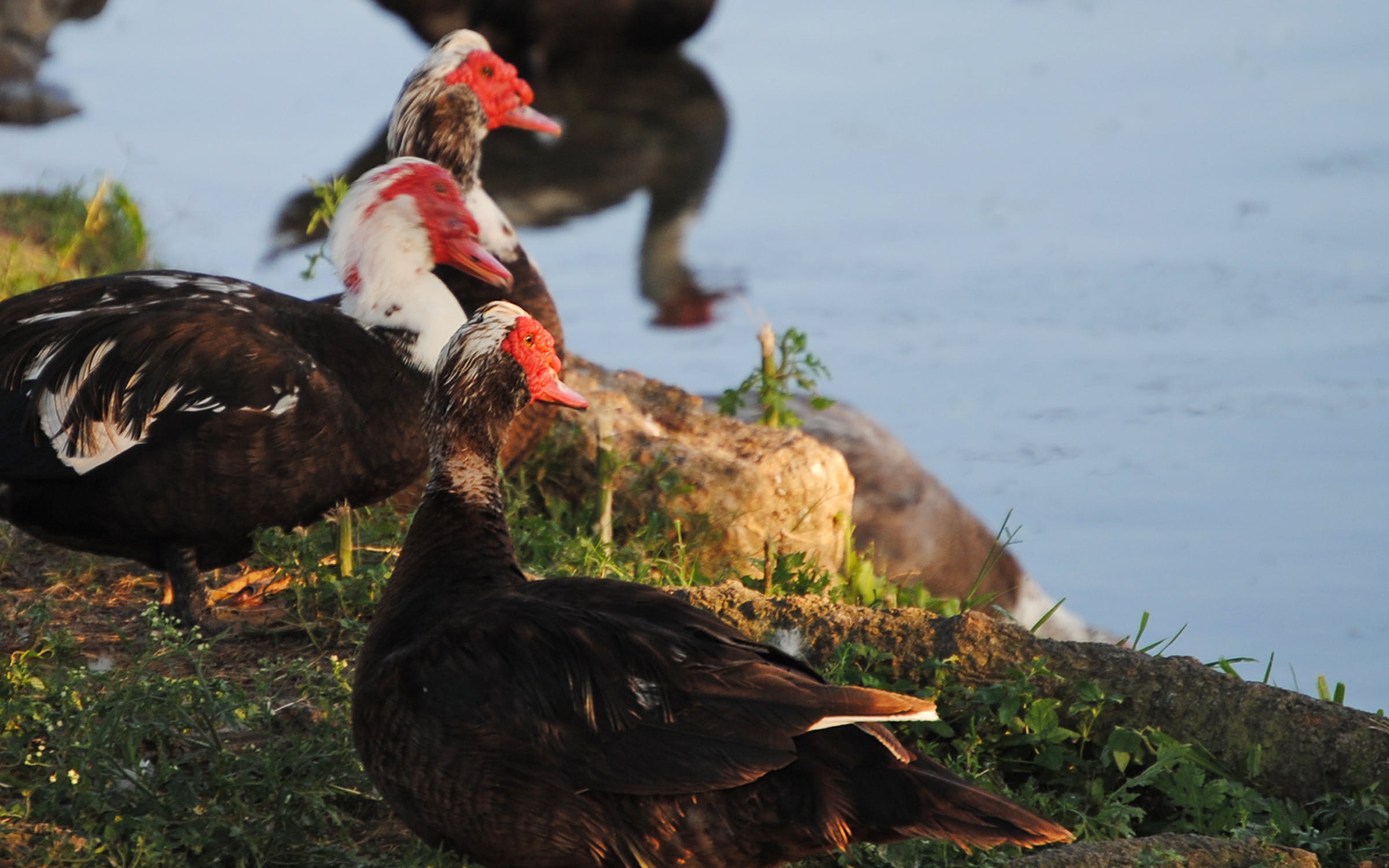 Detail Image Of Ducks Nomer 49