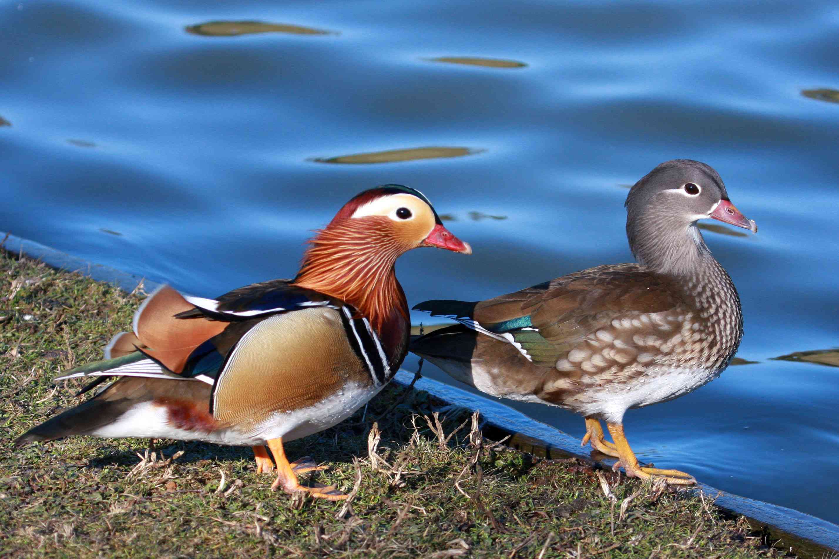 Detail Image Of Ducks Nomer 53