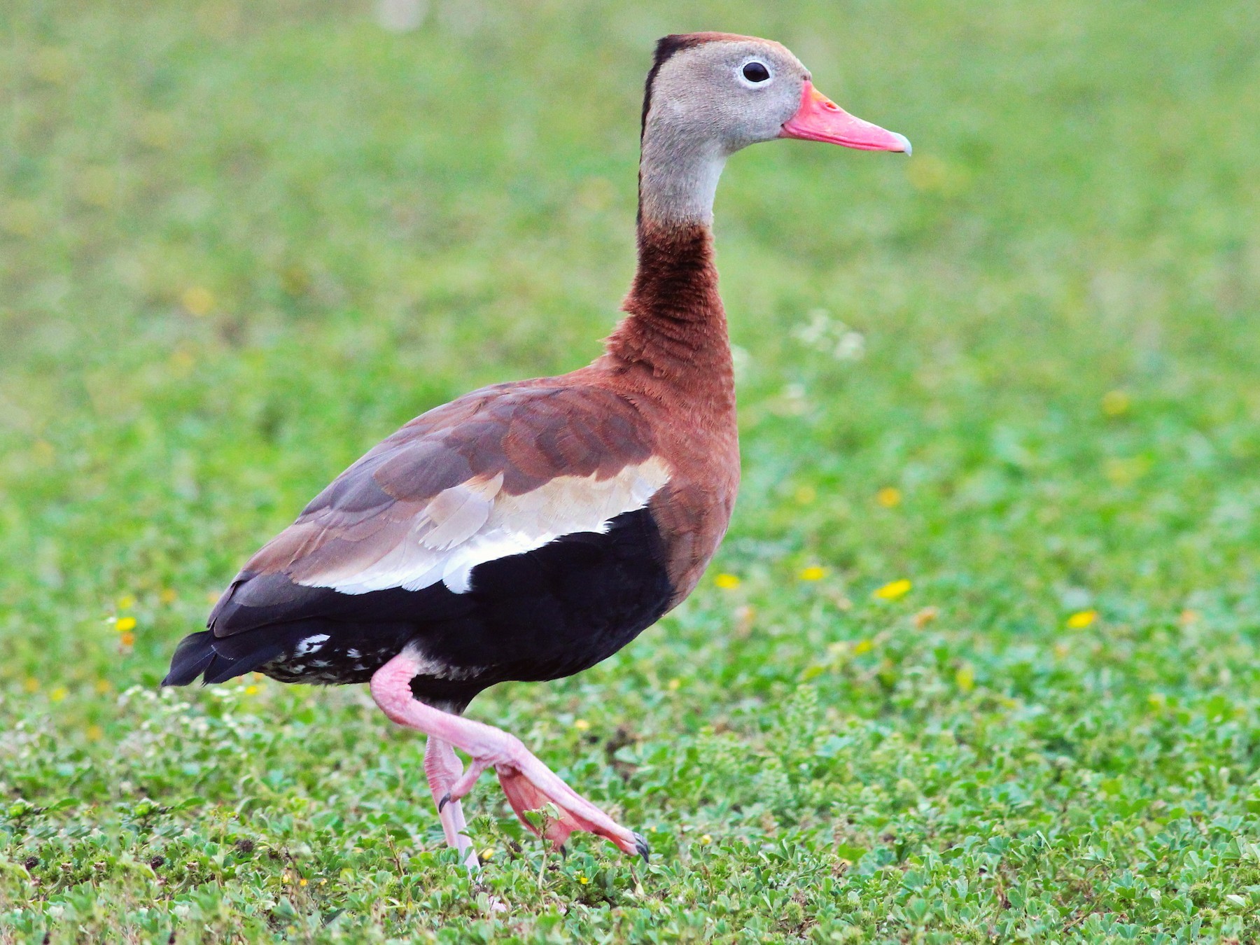 Detail Image Of Ducks Nomer 54