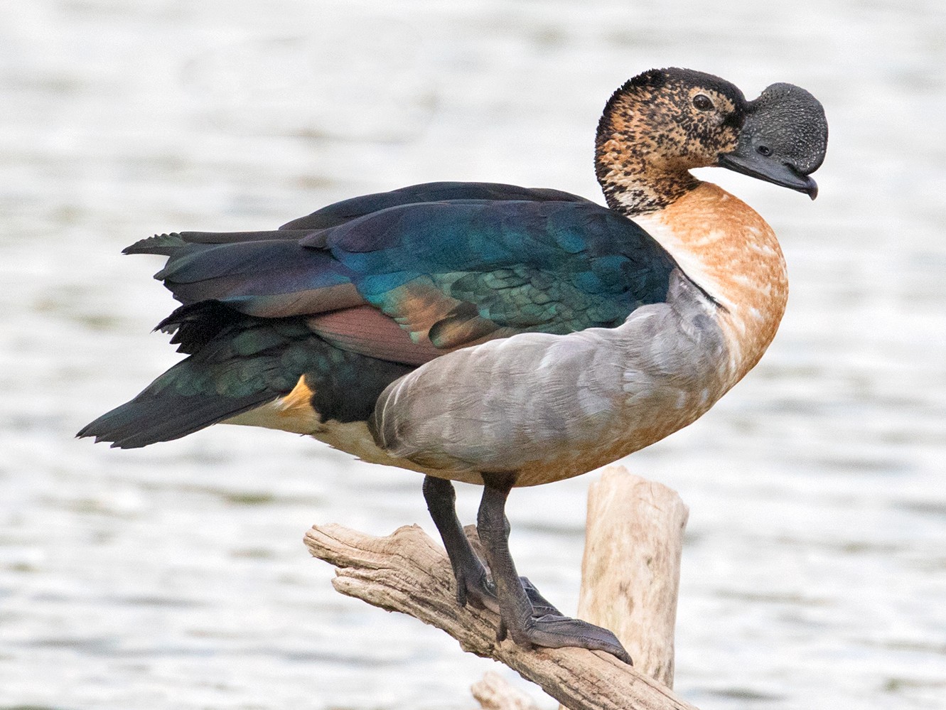 Detail Image Of Ducks Nomer 56