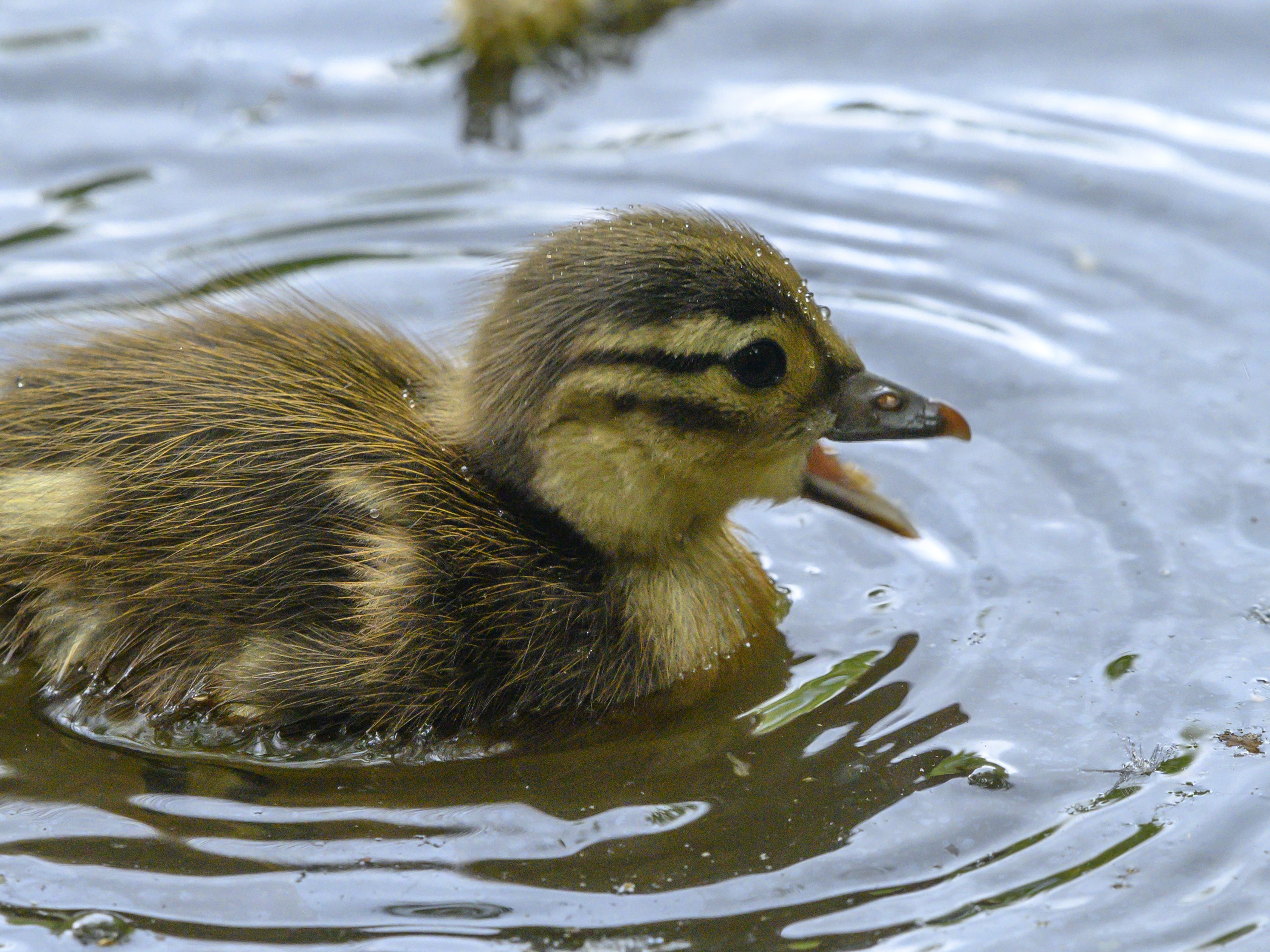 Detail Image Of Ducks Nomer 57