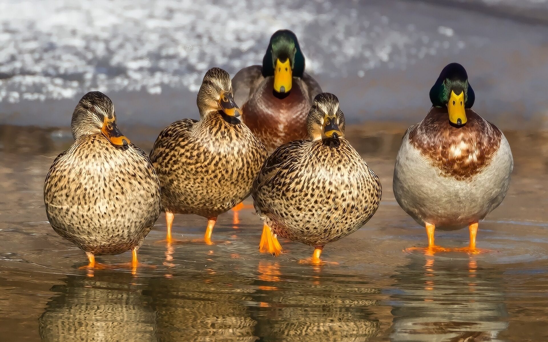 Detail Image Of Ducks Nomer 8