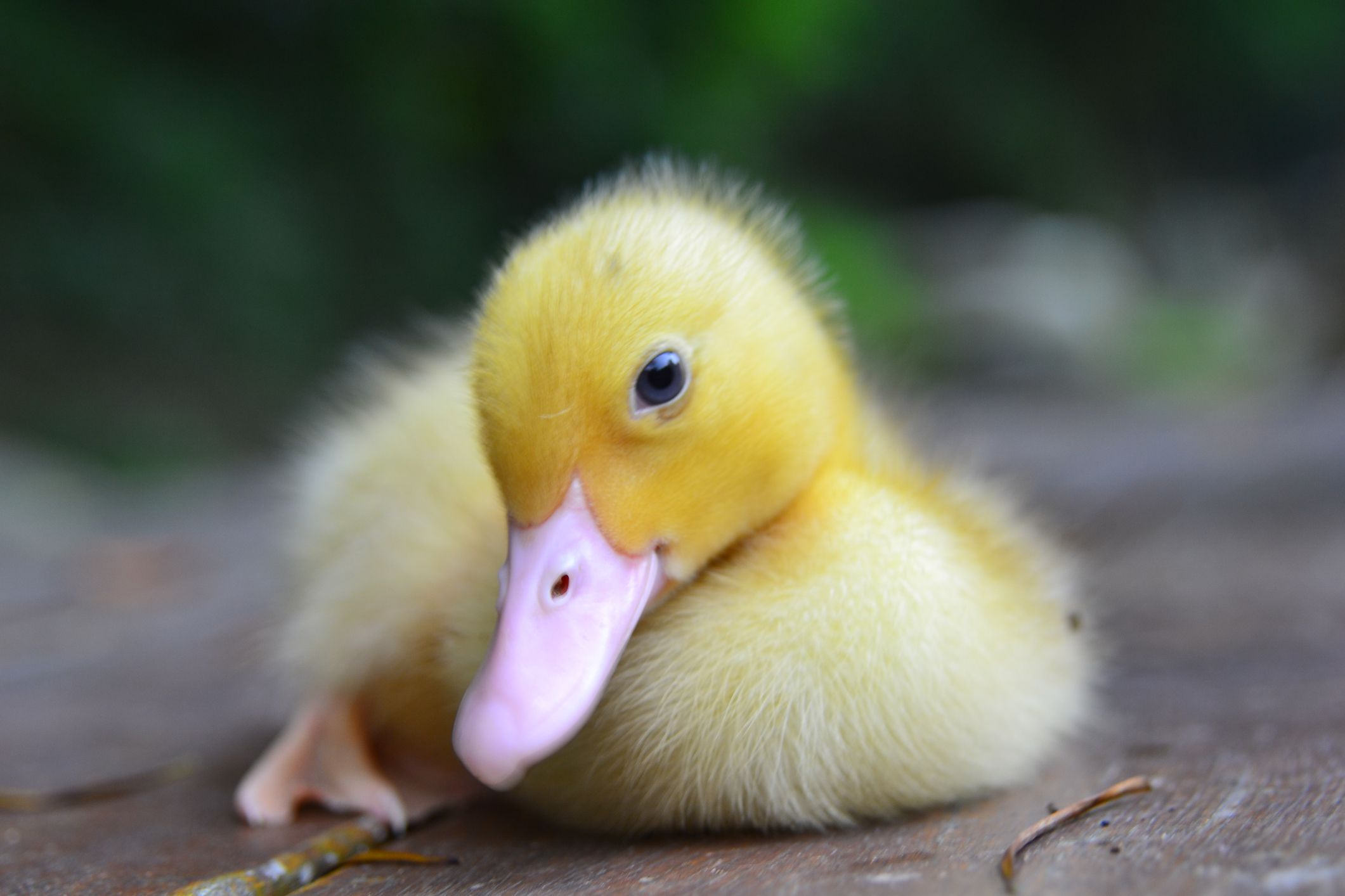 Detail Image Of Ducks Nomer 9