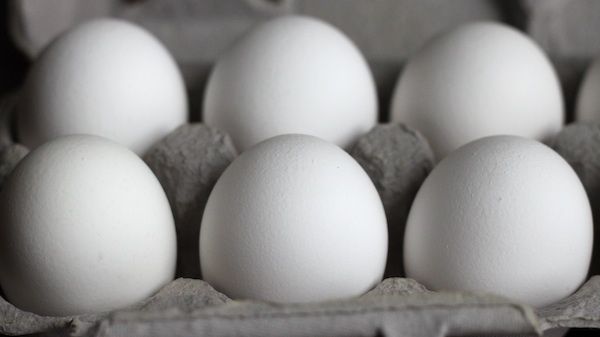 Detail Image Of Egg Nomer 52