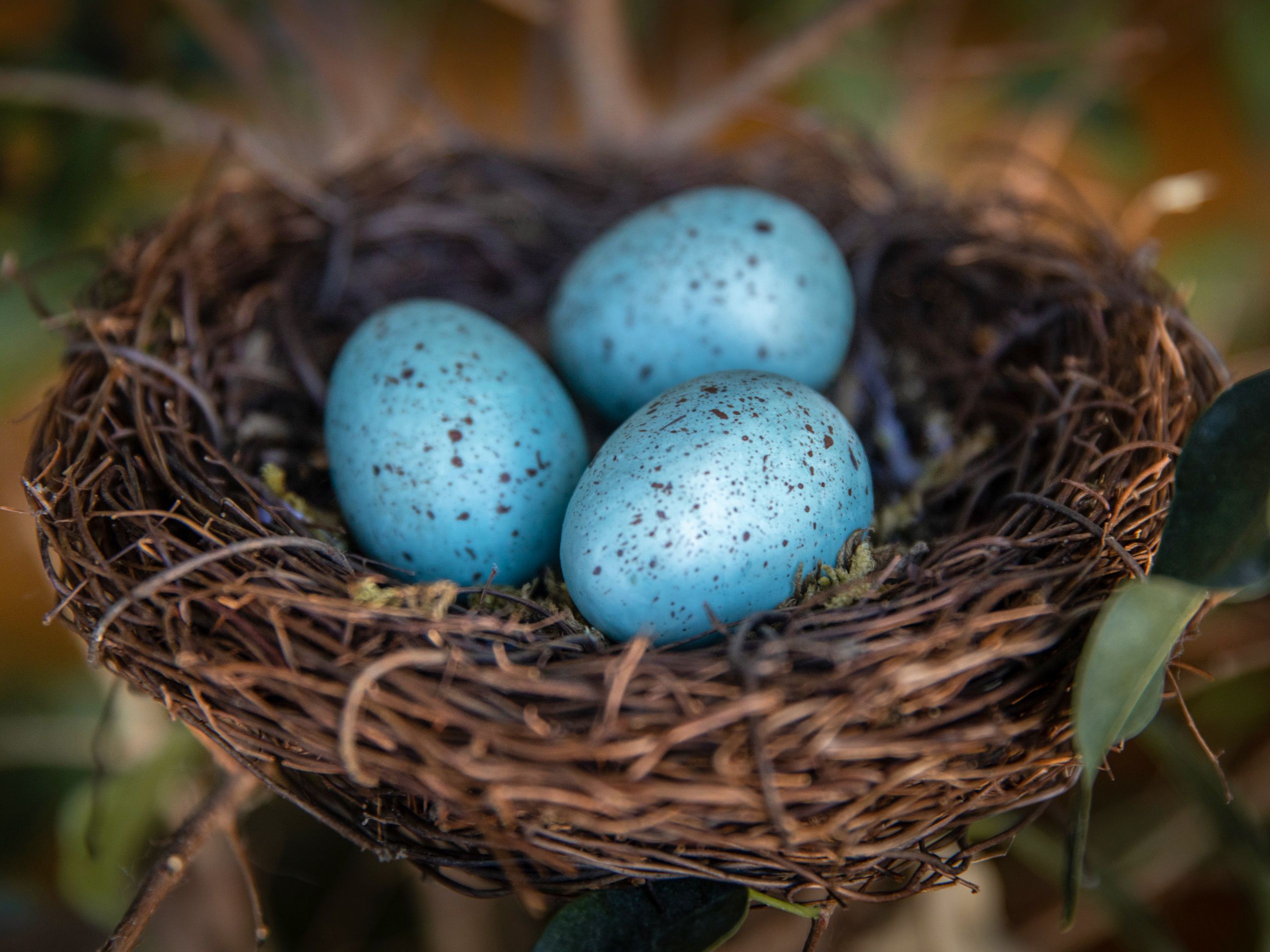 Detail Image Of Egg Nomer 55