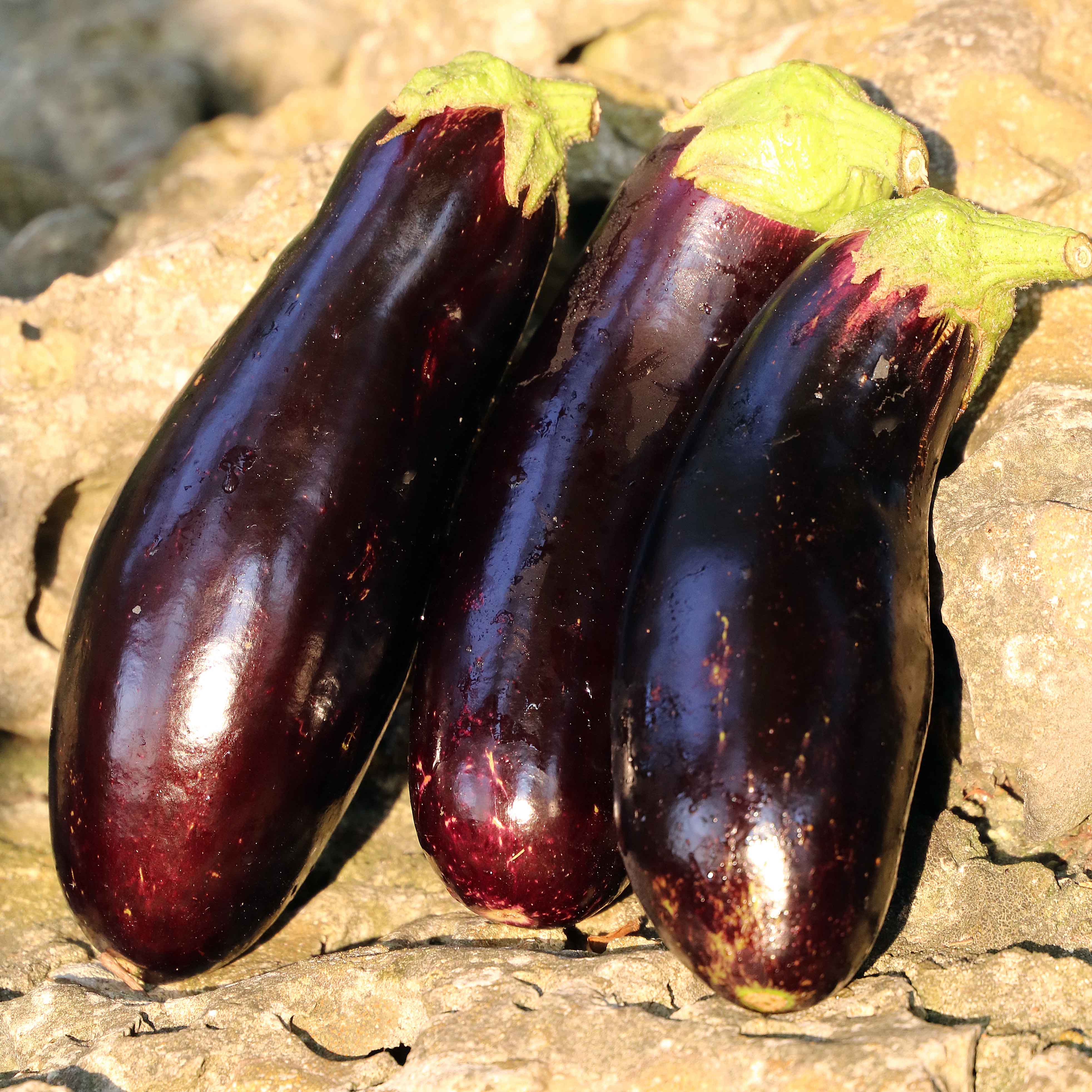 Detail Image Of Eggplant Nomer 35