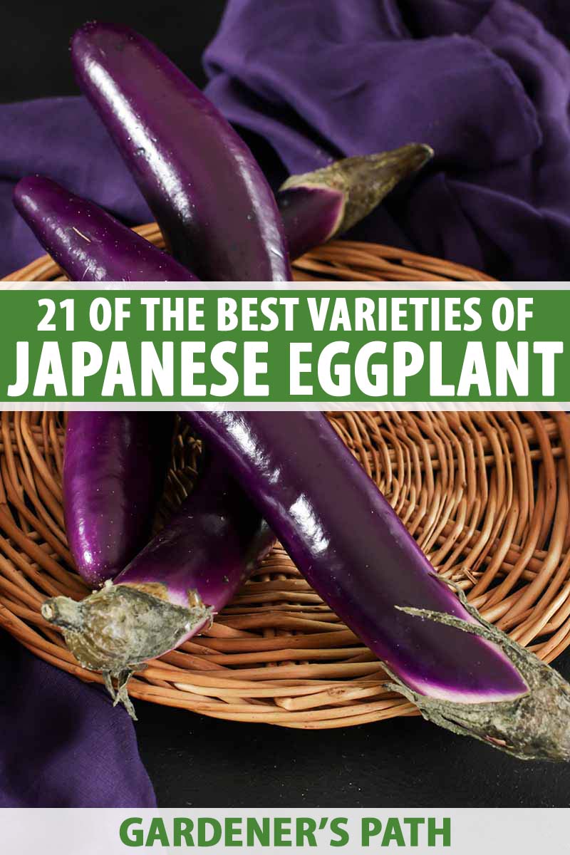 Detail Image Of Eggplant Nomer 47