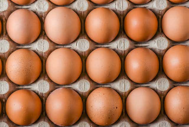 Detail Image Of Eggs Nomer 18