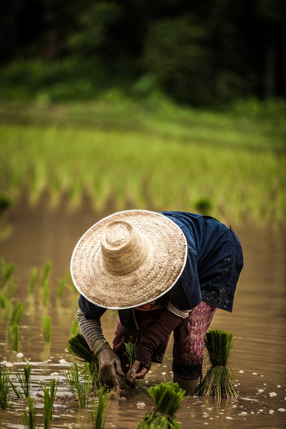 Detail Image Of Farmer Nomer 14