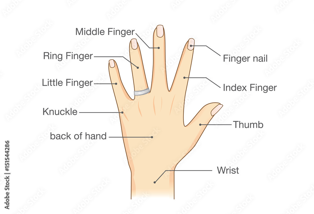 Detail Image Of Fingers Nomer 38