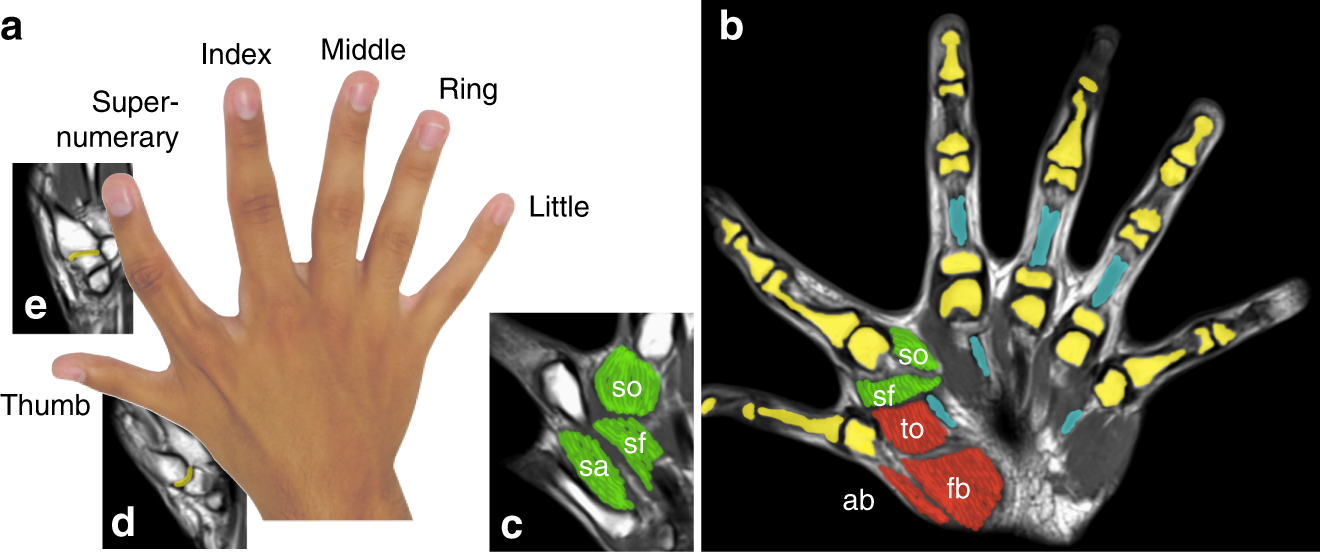 Detail Image Of Fingers Nomer 56