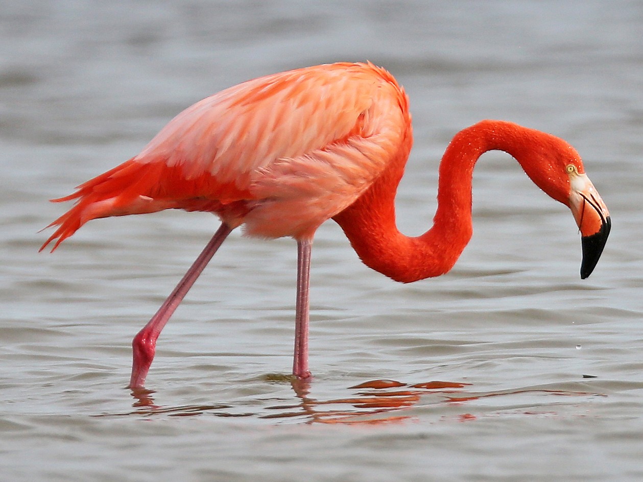 Image Of Flamingo - KibrisPDR