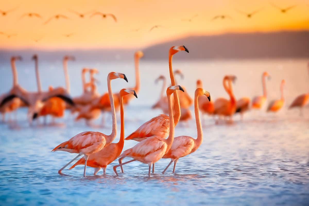 Detail Image Of Flamingo Nomer 11