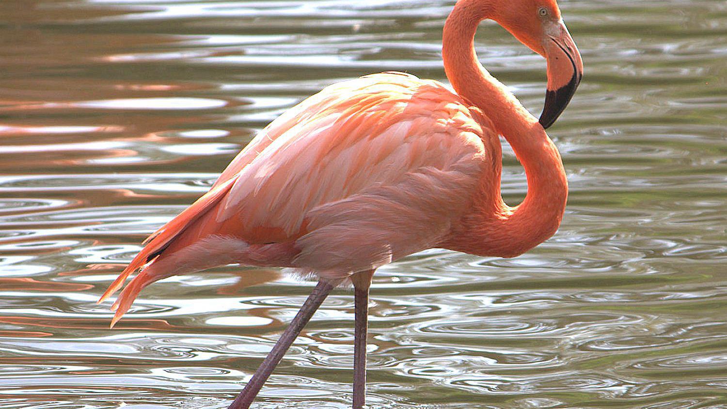 Detail Image Of Flamingo Nomer 16
