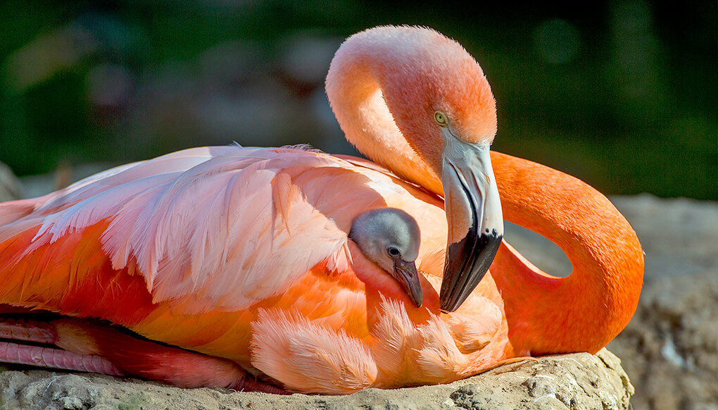 Detail Image Of Flamingo Nomer 51